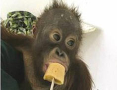 Return of “Drugged” Orangutan Baby from Kuwait is Very Slow (Nov 23, 2016)